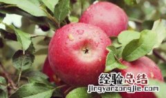 苹果果实的贮藏特性与贮藏条件 苹果的贮藏条件和贮藏方法