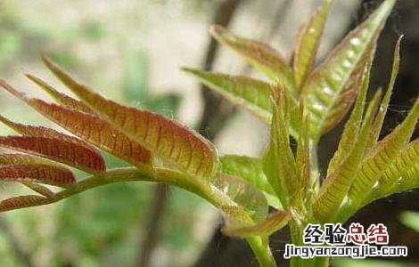 香椿的繁殖方式 香椿的繁殖方法