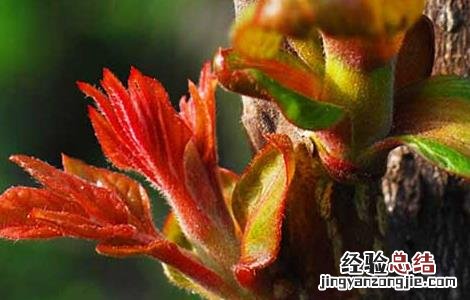 香椿的繁殖方式 香椿的繁殖方法