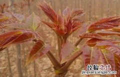 香椿的繁殖方式 香椿的繁殖方法