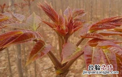 香椿的繁殖方式 香椿的繁殖方法
