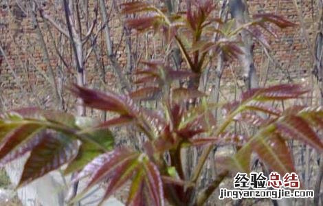香椿芽的储存方法 香椿芽的储存方法和用量