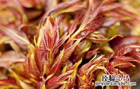 香椿芽的储存方法 香椿芽的储存方法和用量