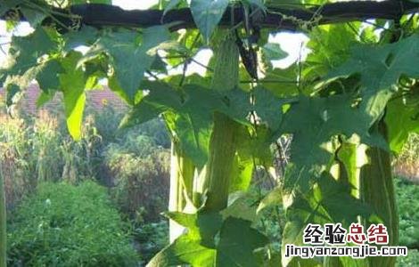 丝瓜的种植时间 丝瓜的种植时间和方法
