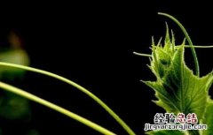 丝瓜的种植时间 丝瓜的种植时间和方法