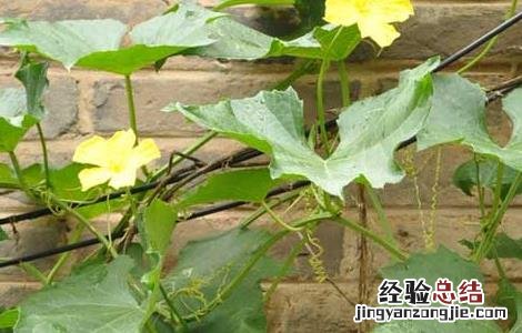 丝瓜的种植时间 丝瓜的种植时间和方法