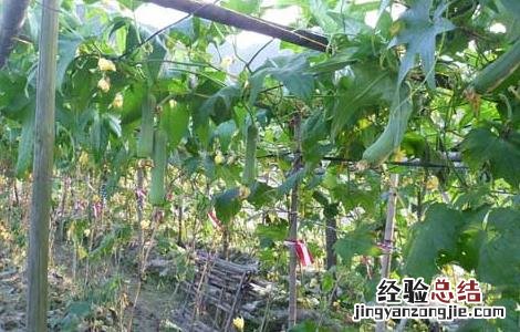 丝瓜的种植时间 丝瓜的种植时间和方法