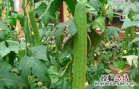 丝瓜的种植时间 丝瓜的种植时间和方法