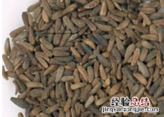 牛蒡子的功效和作用是什么呢图片 牛蒡子的功效和作用是什么呢