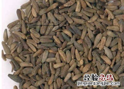 牛蒡子的功效和作用是什么呢图片 牛蒡子的功效和作用是什么呢