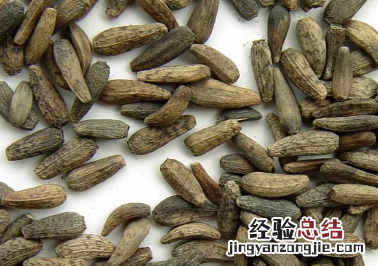 牛蒡子营养与功效 牛蒡子营养与功效禁忌