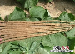 牛蒡子根有什么作用与功效 牛蒡子根的功效与作用是什么呢