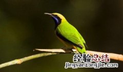 养小鸟有什么要注意的 养小鸟要注意什么问题