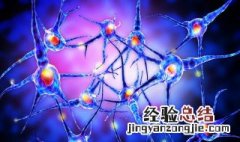 神经调节的基本方式 神经调节的基本方式思维导图