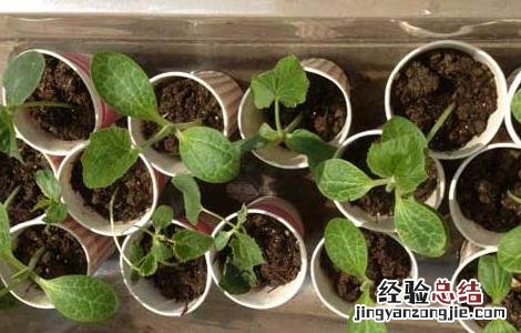 丝瓜育苗技术 丝瓜育苗技术要点