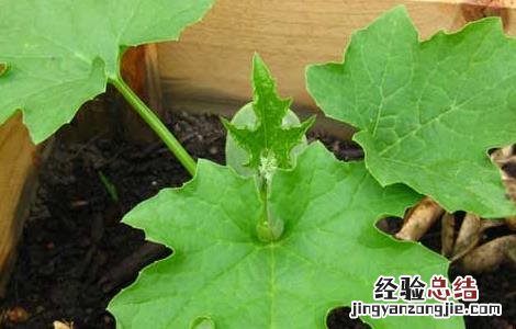 丝瓜育苗技术 丝瓜育苗技术要点