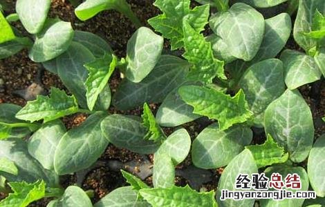 丝瓜育苗技术 丝瓜育苗技术要点