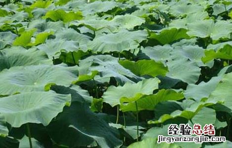莲藕病虫害防治技术 莲藕病虫害防治技术研究
