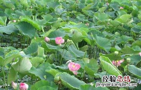 莲藕病虫害防治技术 莲藕病虫害防治技术研究
