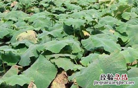 莲藕病虫害防治技术 莲藕病虫害防治技术研究