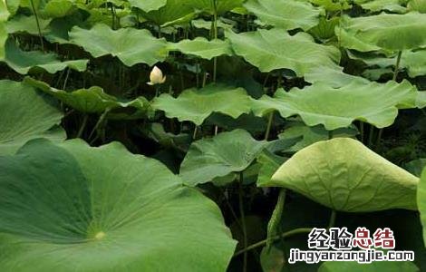 莲藕病虫害防治技术 莲藕病虫害防治技术研究
