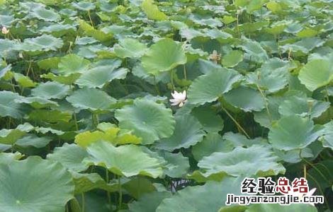 莲藕病虫害防治技术 莲藕病虫害防治技术研究