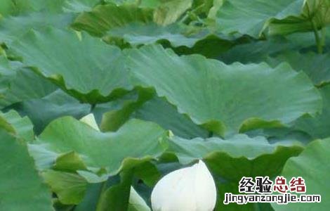 莲藕病虫害防治技术 莲藕病虫害防治技术研究