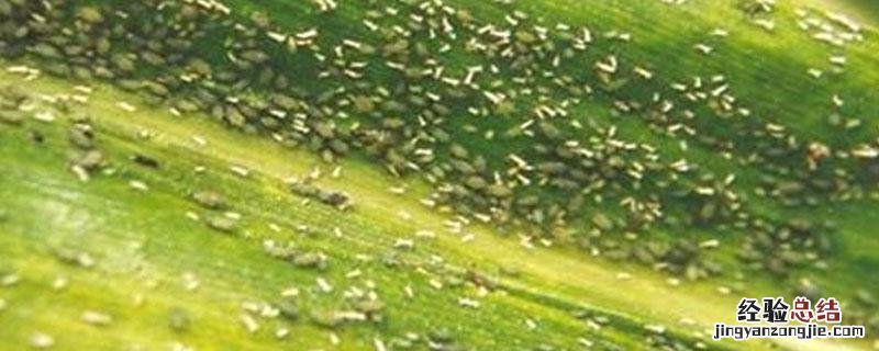 蔬菜有蜜虫用什么药 蜜虫用什么药