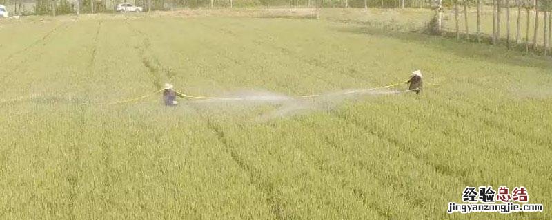 靓果安不能混用哪些农药? 靓果安农药特性与作用