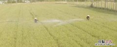 靓果安不能混用哪些农药? 靓果安农药特性与作用