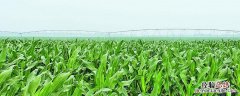 玉米控旺药什么时候打 玉米控旺药什么时候打最合适
