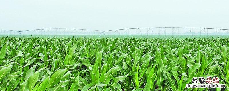 玉米控旺药什么时候打 玉米控旺药什么时候打最合适