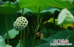 莲藕的产地分布 莲藕主要产地