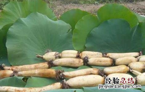 莲藕的産地分布 莲藕主要産地