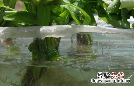空心菜无土栽培技术 空心菜无土栽培技术与管理