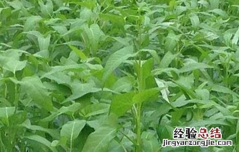 空心菜无土栽培技术 空心菜无土栽培技术与管理