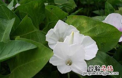 空心菜无土栽培技术 空心菜无土栽培技术与管理