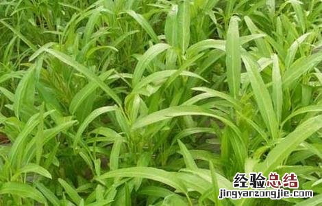 空心菜大棚种植技术 空心菜大棚种植技术与管理