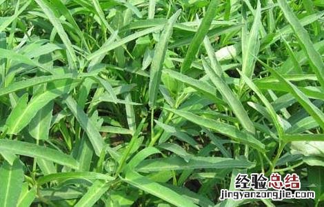 空心菜大棚种植技术 空心菜大棚种植技术与管理