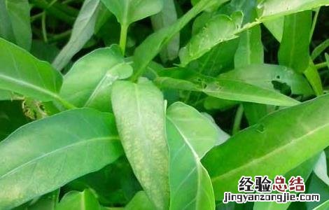 空心菜大棚种植技术 空心菜大棚种植技术与管理