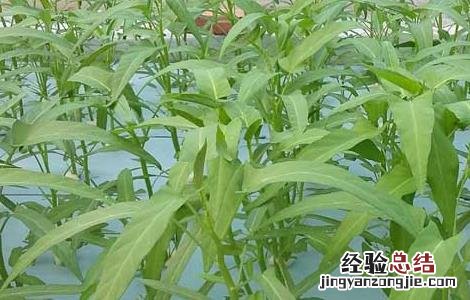 空心菜的種植時間 空心菜的種植時間和温度是多少