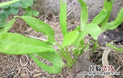 空心菜的種植時間 空心菜的種植時間和温度是多少