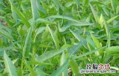 空心菜的种植时间 空心菜的种植时间和温度是多少