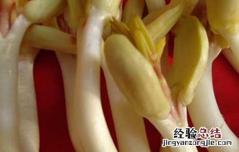 花生芽種植技術 花生芽種植技術与管理