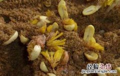 花生芽種植技術 花生芽種植技術与管理