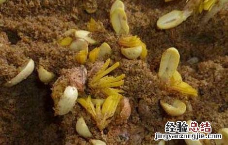 花生芽種植技術 花生芽種植技術与管理