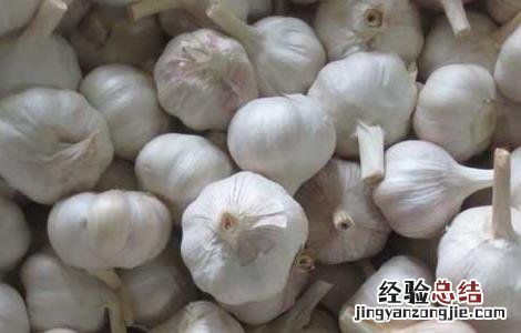 大蒜主要产地 大蒜的产地分布