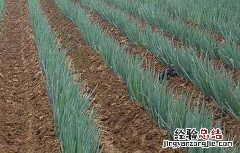 大葱种植技术视频 大葱种植技术视频讲解
