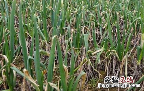大葱种植技术视频 大葱种植技术视频讲解