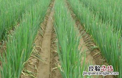 大葱种植技术视频 大葱种植技术视频讲解